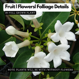 Madagascar Jasmine(Stephanotis floribunda)Live Plant (Home & Garden)