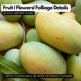 Amrapali Mango (Mangifera indica) Live Plant | Grafted Early Bearing Fruit Plant (Home & Garden)