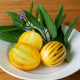Pepino Fruit Plant(Solanum muricatum) Live Plant (Home & Garden)
