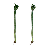 Lotus Bamboo Stick 50cm - Live Plant (Home & Garden)