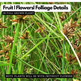 Muthanga (Cyperus rotundus) Live Plant(Home & Garden)