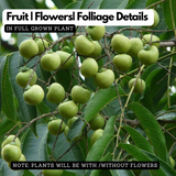 Soapnut / Ritha / Tree( Avenue Trees)Live Plant (Home & Garden)