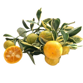 Bush Orange Variegated Plant(Citrus reticulata 'Variegata')(Home & Garden)