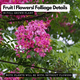 Cassia Nodosa (Pink Konna) Live Plant(Home & Garden)