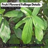 kola Nitrida Live Plant (Home & Garden)