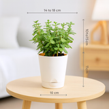 Jade Plant (Crassula Ovata) Good Luck Live Succulent | Low Maintenance Plant for Office Desk & Home Décor | Natural Air Purifier in Stylish Self-Watering Pot (Pot Colour May Vary)