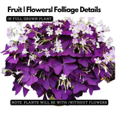 Oxalis Triangularis - Purple Shamrock, Butterfly Oxalis, Butterfly Plant Live Plant (Home & Garden)