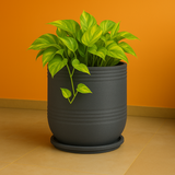 Mia Rotomolded Pots And Tray for Home & Garden (Pack of 1)