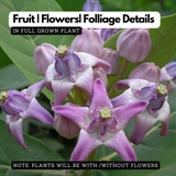 Birth Star : Sravana|Thiruvonam|Shrona (Plant: Erukku-Calotropis Procera|Calotropis Gigantea) (H&G)