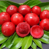 Ubaia Fruit (Eugenia patrisii) Seedling Fruit Plant (Home & Garden Plants)