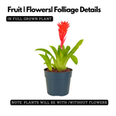 Bromeliads plant(Bromelioideae)Live Plant (Home & Garden)