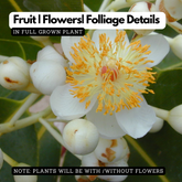 Birth Star : Aashlesha|Aayilyam (Plant: Punna-Calophyllum Inophyllum|Mesua Ferrea)(H&G)