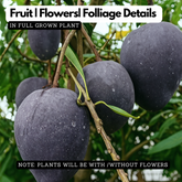 Black Kasthuri Mango Grafted (Mangifera casturi) Fruit Live Plant (Home & Garden)