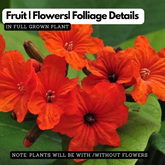 Cordia Sebestena Geiger Tree(Avenue Tree) Live Plant (Home & Garden)