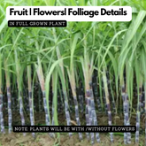 Sugarcane/Ganna(Saccharum officinarum)Live Plant(Home&Garden)