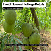 Kosseri Mango Grafted Fruit Plant (Home & Garden Plants)