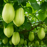 Akashavellari Live Plant (Home & Garden)