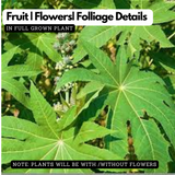 Avanakk (Ricinus communis) Live Plant(Home & Garden)