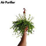 Dischidia Hanging Plant With Pot