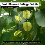 Holoptelea Integrifolea Medicinal Live Plant (Home & Garden)