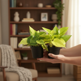 Combo of 2 Live Plants | Money Plant Golden & Philodendron Oxycardium Brasil | Perfect Indoor Ideal for Home, Office & Gifting