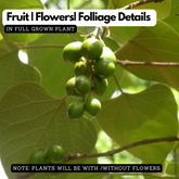 Kupilli(Gmelina arborea) Live Medicinal Plant (Home & Garden)