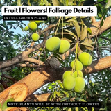 Black Andrews Mango Live Plant (Mangifera indica) Fruit Live Plant (Home & Garden)