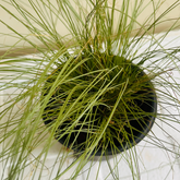 Mexican Feather Grass - Ornamental Plant Live Plant (Home & Garden)