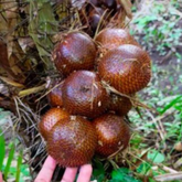 Honey Salak Fruit (Salacca Edulis) Seedling Fruit Plant (Home & Garden Plants)