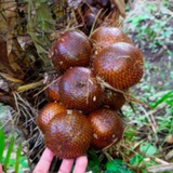Honey Salak Fruit (Salacca Edulis) Seedling Fruit Plant (Home & Garden Plants)