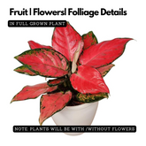 Aglaonema Diamond Red (Aglaonema modestum)Live Plant (Home & Garden)