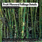 Birth Star : Punarvasu|Punartham|Punarpusam (Plant: Mula-Bambusa Vulgaris|Bambusa Arundinacea) (H&G)