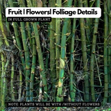 Birth Star : Punarvasu|Punartham|Punarpusam (Plant: Mula-Bambusa Vulgaris|Bambusa Arundinacea) (H&G)