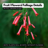 Red Firecracker (Russelia equisetiformis) Flowering /Ornamental Live Plant (H&G)