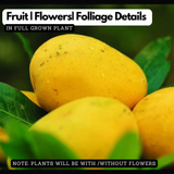 Banganapalle / Banganapalli Mango (Mangifera indica) Live Plant (Home & Garden)