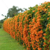 Sankrant Vel Plant - Flame VinePyrostegia venusta(Home & Garden)