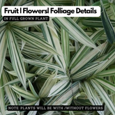 White Bamboo ( Bambusa chungii) Live Plant (Home & Garden)