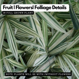 White Bamboo ( Bambusa chungii) Live Plant (Home & Garden)