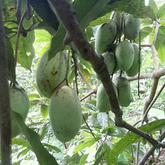 Kolomb Mango Grafted Fruit Plant (Home & Garden Plants)