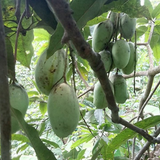 Kolomb Mango Grafted Fruit Plant (Home & Garden Plants)