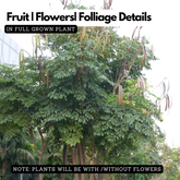 Palakayani (Oroxylum indicum) Live Medicinal Plant (Home & Garden)