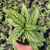 Calathea Vitata - Live Plant (H&G)