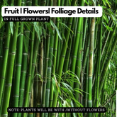 Rangoon bamboo|Bambusa tulda(Avenue Tree) Live Plant (Home & Garden)