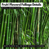 Rangoon bamboo|Bambusa tulda(Avenue Tree) Live Plant (Home & Garden)