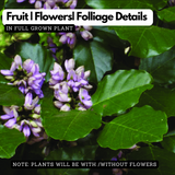 Pongamia/ Indian Beech Tree (Avenue Trees)Live Plant (Home & Garden)