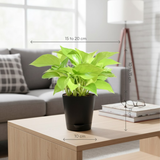 Golden Money Plant, Golden Pothos (Epipremnum Aureum) In Self-watering Pot | Live Indoor Plant for Positive Vibes | Air-Purifying & Decorative Plant for Home and Office (Pot Colour May Vary)