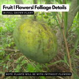 Firangi Ladwa Mango (Mangifera indica) Live Plant | Grafted Mango Fruit Live Plant (Home & Garden)