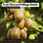 Kiwi Fruit (Actinidia deliciosa) Grafted Fruit Live Plant (Home & Garden)