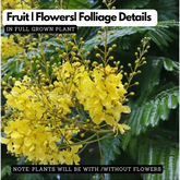 Peltophorum ferrugineum ( Avenue Trees) Live Plant (Home & Garden)