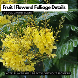 Peltophorum ferrugineum ( Avenue Trees) Live Plant (Home & Garden)